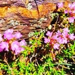 Phacelia bicolor Fiore