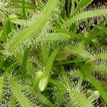 Drosera capensis Blad