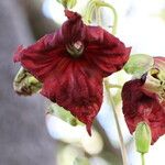 Kigelia africana Çiçek