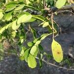 Dalbergia melanoxylon Fruit