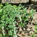 Artemisia vulgaris 花