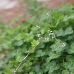 Lepidium graminifolium 整株植物