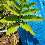 Dryopteris sieboldii Leaf