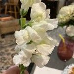 Antirrhinum australe花