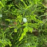 Juniperus sabina Ffrwyth