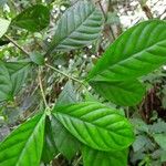 Psychotria cupularis Leaf