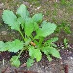 Erigeron floribundus Folha