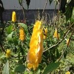 Pachystachys lutea Fiore