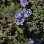 Phacelia distans Flower