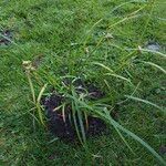 Carex grayi Habit