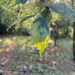 Celtis australisLeaf