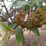 Harungana madagascariensis Fruto