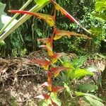 Heliconia collinsiana Kvet