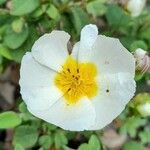 Cistus salviifolius Λουλούδι