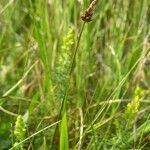 Carex obtusata Hedelmä