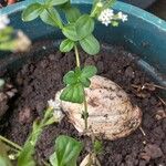 Stevia rebaudianaLehti