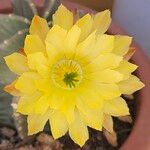 Echinocereus subinermis Цветок