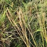 Heteropogon contortus Fruit