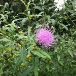 Cirsium altissimum Kvet