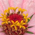 Zinnia elegans Квітка