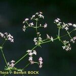 Galium obliquum Other