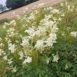 Filipendula ulmariaFlower