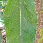 Quercus acuta Лист
