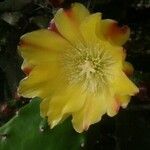 Opuntia ficus-indicaЦвят