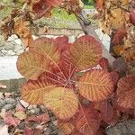 Cotinus coggygriaഇല