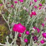 Silene coronariaFlower