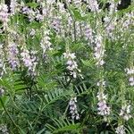 Galega officinalis Flower