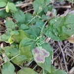 Silene baccifera Lapas