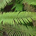 Polystichum ammifolium