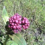 Asclepias cordifolia Habitat