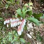 Pieris japonica Blomma