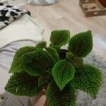 Pilea involucrata Ліст