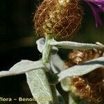 Centaurea jordaniana 花