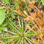 Sisymbrella aspera Hoja