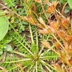 Sisymbrella aspera Leaf