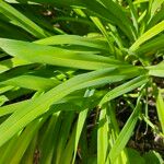 Hemerocallis lilioasphodelusBlad