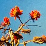 Erythrina variegata Kvet