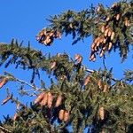Picea abies Плод