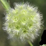 Lagoecia cuminoides 花