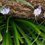 Brimeura amethystina Fula