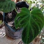 Philodendron verrucosum Blad