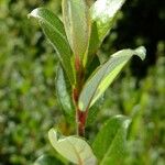 Salix caesia Beste bat