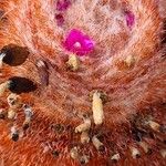 Melocactus matanzanus Blüte