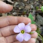 Oxalis violaceaVirág