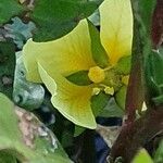 Ludwigia adscendens Blüte