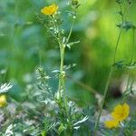 Potentilla drummondii Habitus